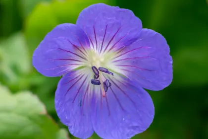 Valley of Flowers Trek Guide: Route, Season and Preparation